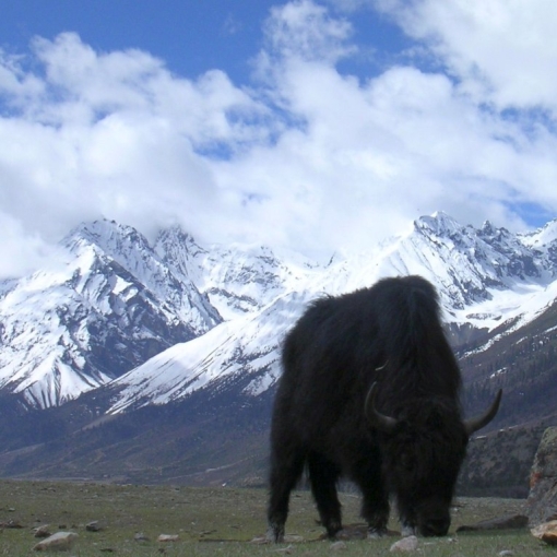 De overland naar Tibet - Pasho naar Pome