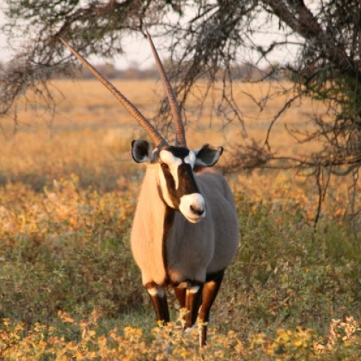 Etosha