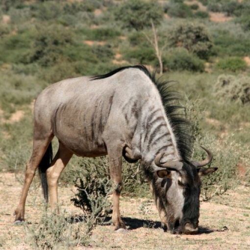 In Afrika!