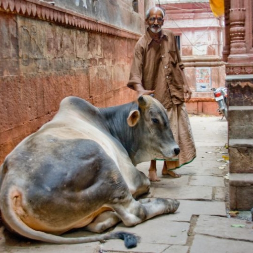 Heilige koeien in het doolhof...