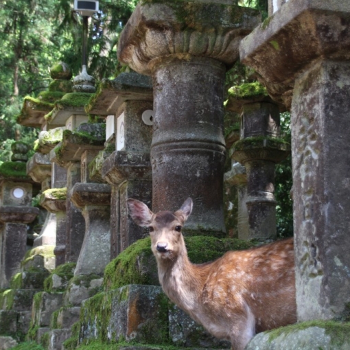 Nara