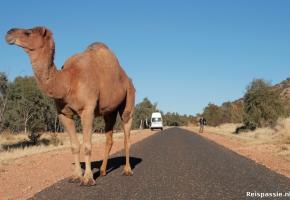 Het Rode Hart, diep down under!