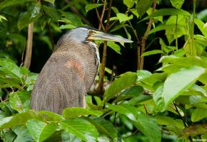Torteguero nationaal park