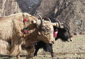 De overland naar Tibet - Namse Zampa naar Lhasa