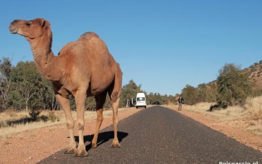Het Rode Hart, diep down under!
