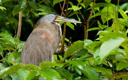 Torteguero nationaal park