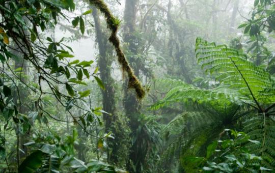 In de wolken in Santa Elena