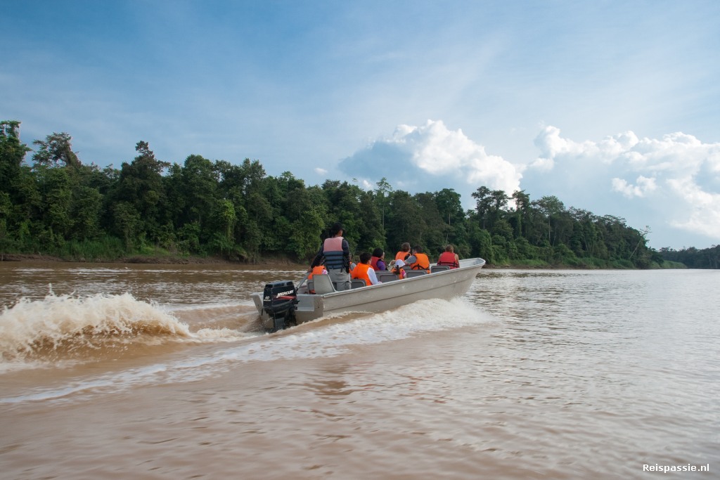 It's a jungle out there!