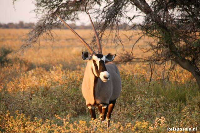 Etosha