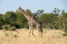 Moremi Nationaal<br />Park - Giraffe