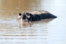 Moremi Nationaal Park - Happy hippo!