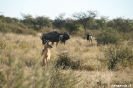 Khama Rhino Sanctuary - Impala met gnoe's