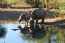 Khama Rhino Sanctury - Neushoorns bij de vogelpoel
