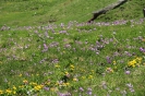 Ushguli - Weides vol bloemen!