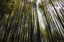 Kyoto - Bamboe bos