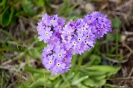 Son Kul - Alpine bloemen
