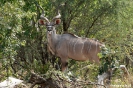 Mahango - Kudu