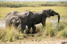 Mahango - Olifanten baden in de modder