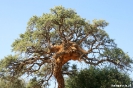 Sossusvlei - Wevervogel nest