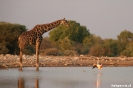 Etosha - Giraf danst met flamingo