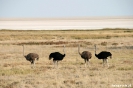 Etosha - Struisvogels