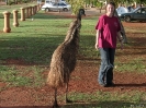 WA - Exmouth, emu op de campoing