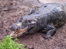 Pampastrip - alligator