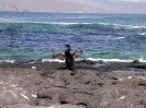 Galapagos - Aalscholvers zonder vleugels