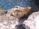 Galapagos - Jonge zeeleeuw geniet van het zonnetje