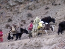 Zhongdian naar Lhasa - Nomaden onderweg