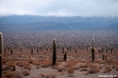 Las Cardones nationaal park, tienduizenden (!) cactussen