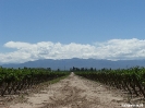 Mendoza - druiven, Andes, Mendoza