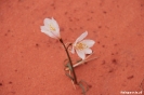 Uquia - Las<br />Sinoritas - eenzaam<br />bloempje in het zand