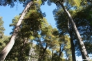 El Bolson - trekking naar refugio Hielo Azul - hoge bomen!