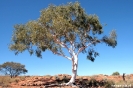 Kings Canyon - eenzame eucaliptusboom
