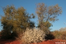 Uluru - plantjes