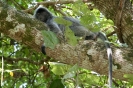 Bako National Park - Silver leaf monkey