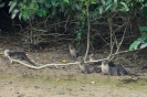 Kinabatangan - familie otter