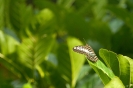 Kinabatangan - vlinder