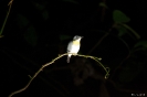 Kinabatangan - Vogeltje slaapt (tijdens nachtwandeling)