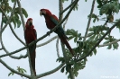 Pantanal - rood-blauwe ara