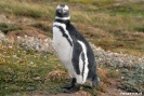 Punta Arenas - Seno Otway pinquin kolonie