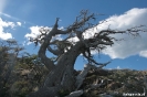 Torres del Paine - door de wind verbogen bomen
