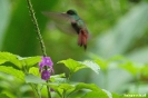 Ecocentro Danaus - kolibri