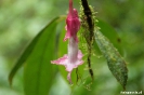 Reserva Santa Elena - mooie bloem