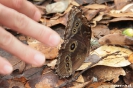 Rincon de la Vieja - vlinder