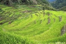 Rijstterrassen bij Maligcong