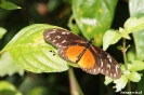 Mombacho - Vlinder