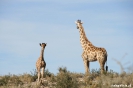 Kgalagadi Transfrontier Park - Giraf met jong