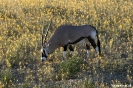 kgaligadi - Oryx